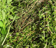 Load image into Gallery viewer, Allergy & Sinus Relief Tea